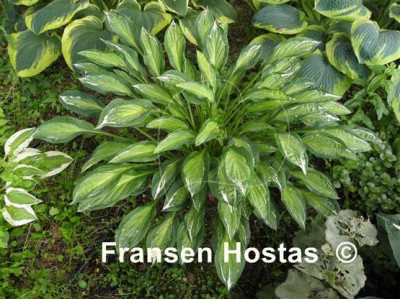 Hosta 